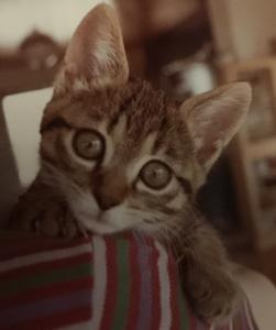 まニャニャ