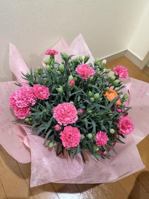 カーネーション