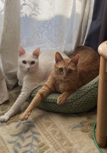 ねこ3