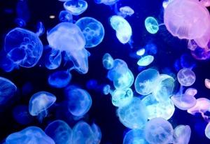 海月【デモあり】