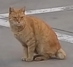 sein