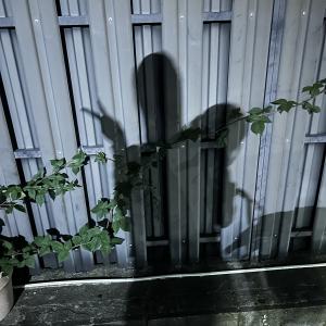 miaといいます。