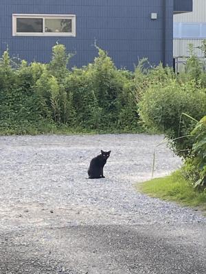 そにです