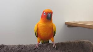 ぶどう好き