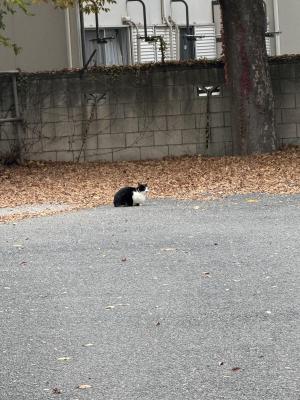 たなかたなかたな