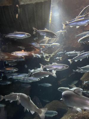 すーべにーるきっちゅ