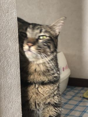 エビオス整腸薬