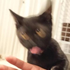 たなかかくえい