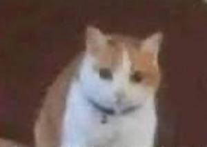 よつの