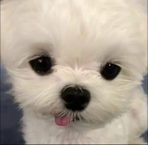 ⁿ›̥̥̥ ω ‹ⁿ