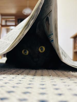 猫の手