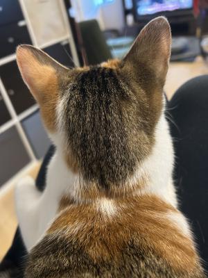 つぶつぶみかん