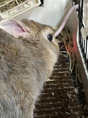 くりえんどう