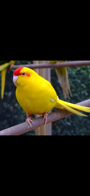 Kakariki