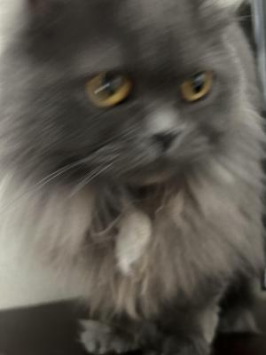 NAS_chan
