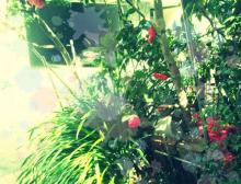 flowers_fff