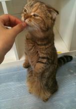 なすこ